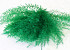 Air Fern Green 15cm 5-Pack 