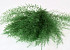 Air Fern Vert Olive 15cm 5-Pack 