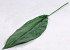 Aspidistra Blad 83cm