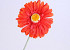 Gerbera 55cm orange