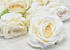 Rose White D10cm