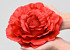 Rose Red D21cm