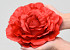 Rose Rot D21cm