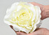 Rose Cream D21cm