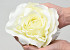 Rose Creme D21cm