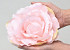 Rose Rosa D21cm