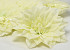 Dahlia Creme/Groen D20cm