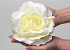 Rose Satin D20cm Creme