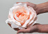 Rose Satin D20cm Rosa