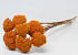 Bouquet Achillea Parker Orange 70cm