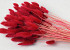 Bouquet Lagurus Rouge 65cm