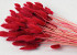 Lagurus Red 65cm