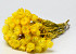 Helichrysum Vestitum Jaune 