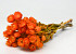 Helichrysum Cape Snow Orange 
