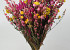 DIY Bouquet de Fleurs Sechées Jaune/Rose XL