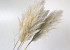 Pampas grass 110cm