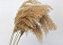 Pampas grass 100cm 5pcs