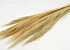 Broom Grass 100gr. Ecru