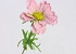 Chrysant Santini 40cm rosa