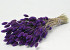 Bouquet Phalaris Violet 