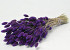 Phalaris Lavendelviolett 70cm 