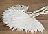 Sun Spear Bleached 40-50cm
