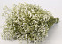 Limonium White 25pcs Big Pack