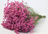 Limonium Rosa 25pcs Big Pack