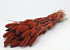 Bouquet Setaria Rouge Rouille 65cm