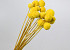 Craspedia Jaune 15pcs 40cm