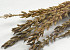 Nicotiana 10pcs 100cm