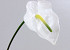 Anthurium  70cm-18cm blanc