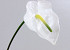 Anthurium  70cm-18cm white