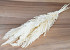 Pampas gras 8st Gebleekt 60cm