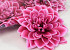 Dahlia Rose/Blanc D20cm 