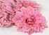 Dahlia Pastel Pink 20cm 