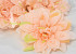 Dahlia Peach 20cm 