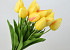 Tulp Geel 50cm