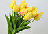 Tulpe Gelb 50cm 
