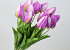 Tulip Pink 50cm 