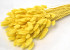 Bouquet Lagurus Jaune 65cm