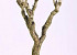 Flieder Holz 60-80cm