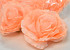 Rose Peach D21cm
