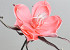 Foam Bloem Roze, D 20cm