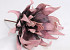 Aloe 40cm Delicate Pink