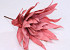 Aloe 40cm Frosted Red