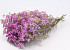 Limonium 60cm Hellrosa