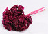 Hortensia gepreserveerd bordeaux