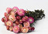 Helichrysum Rosa 45cm