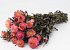 Bouquet Helichrysum salmon 45cm